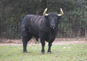 Uno de los toros de Alcurrucén reseñados para Valencia.