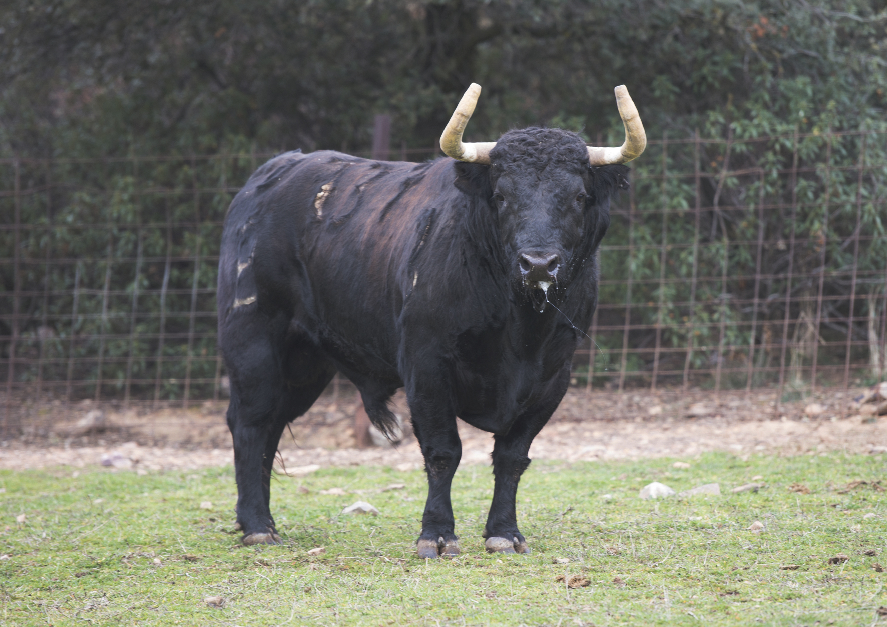 Uno de los toros de Alcurrucén reseñados para Valencia.