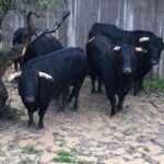 Reses de Montalvo y José Vázquez para la reaparición de Pepín Liria en Illescas