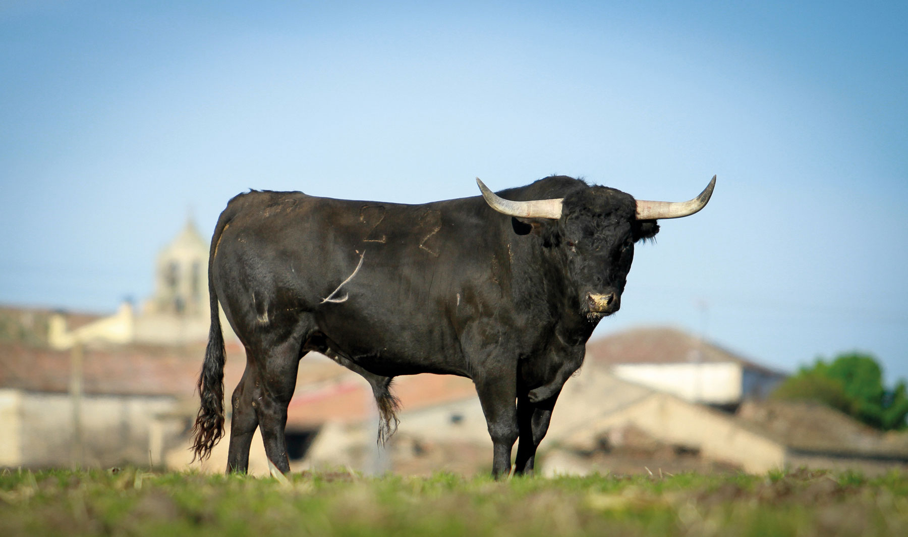 El último sueño de los saltillos charros