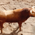 Número 104. Portador. Colorado. 505 kilos. 01/2014