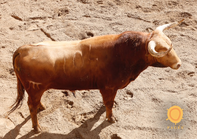 Número 104. Portador. Colorado. 505 kilos. 01/2014