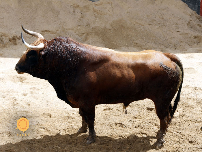 Sevilla - Sorteo de los toros de Fuente Ymbro - Sábado 21 de abril de 2018