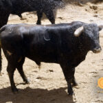 Número 116. Potrero. Negro mulato chorreado. 531 kilos. 03/2014