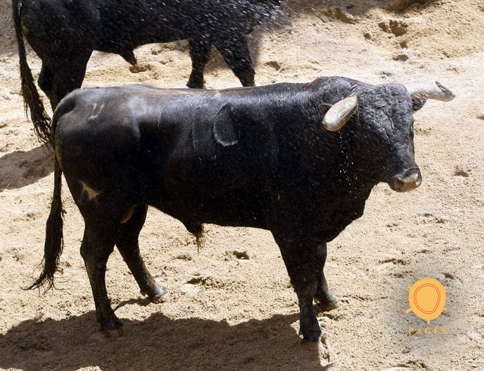 Número 116. Potrero. Negro mulato chorreado. 531 kilos. 03/2014