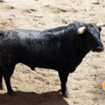 Número 117. Jumbrío. Negro. 516 kilos. 12/2013 Jandilla