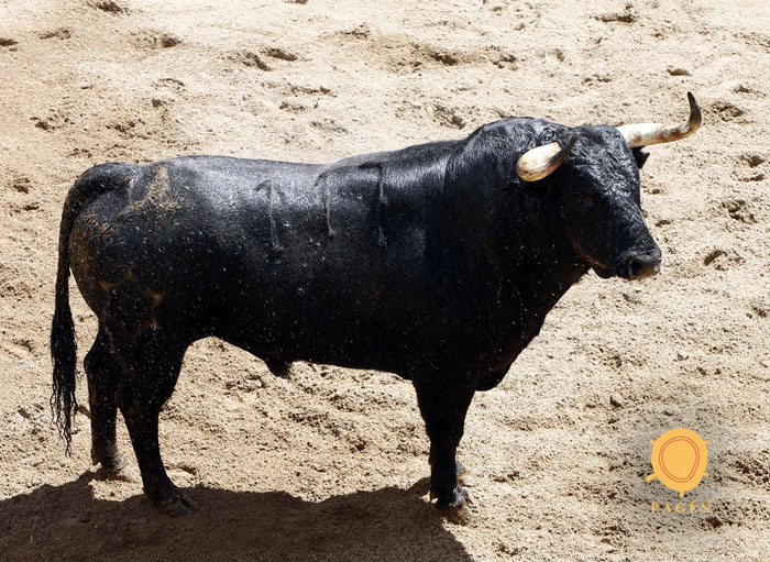 Número 117. Jumbrío. Negro. 516 kilos. 12/2013 Jandilla