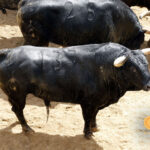 Sevilla - Sorteo de los toros de Fuente Ymbro - Sábado 21 de abril de 2018