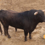 Número 143. Tratante. Negro mulato listón. 522 kilos. 01/2014. Garcigrande