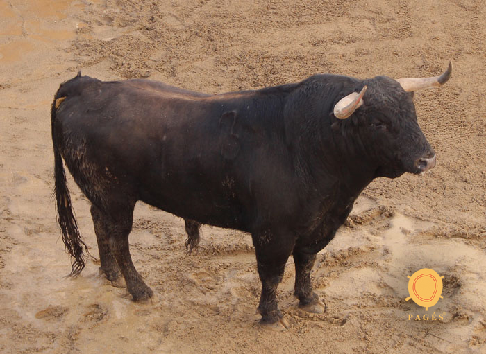 Número 143. Tratante. Negro mulato listón. 522 kilos. 01/2014. Garcigrande