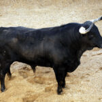 Sevilla - Real Maestranza - Sorteo - Domingo de Resurrección - 1 de abril de 2018