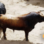 Sevilla - Sorteo de los toros de Fuente Ymbro - Sábado 21 de abril de 2018