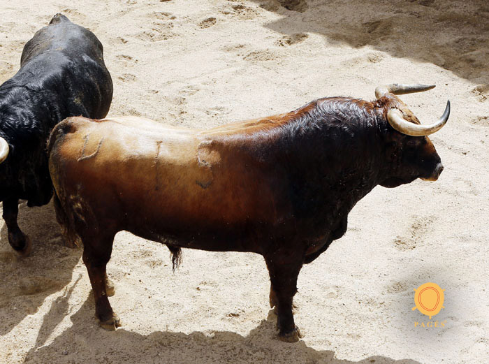 Sevilla - Sorteo de los toros de Fuente Ymbro - Sábado 21 de abril de 2018