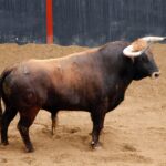 Sevilla - Sorteo - Corrida de toros - Domingo 8 de abril de 2018
