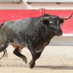 Saint Martin de Crau (Francia) - Sábado 28 de abril de 2018