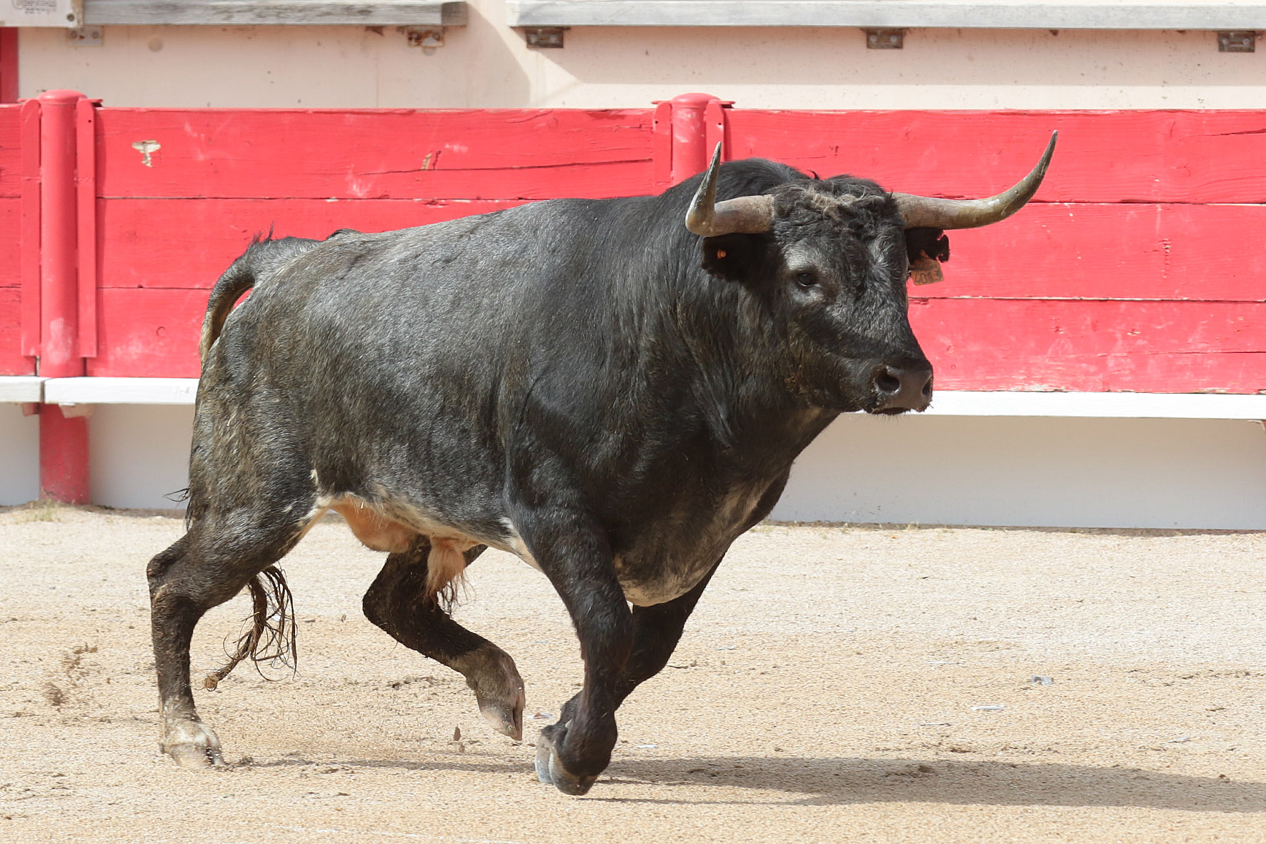 Saint Martin de Crau (Francia) - Sábado 28 de abril de 2018