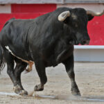 Saint Martin de Crau (Francia) - Sábado 28 de abril de 2018