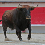 Saint Martin de Crau (Francia) - Sábado 28 de abril de 2018