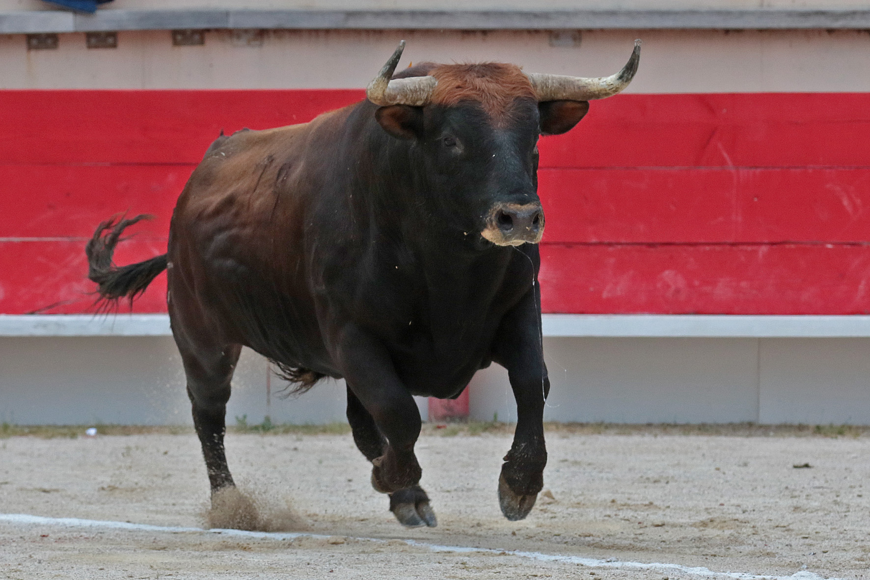 Saint Martin de Crau (Francia) - Sábado 28 de abril de 2018