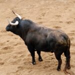 Sevilla - Sorteo - Corrida de toros - Domingo 8 de abril de 2018
