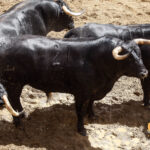 Toros de Juan Pedro Domecq para el 20 de abril de 2018 en Sevilla.