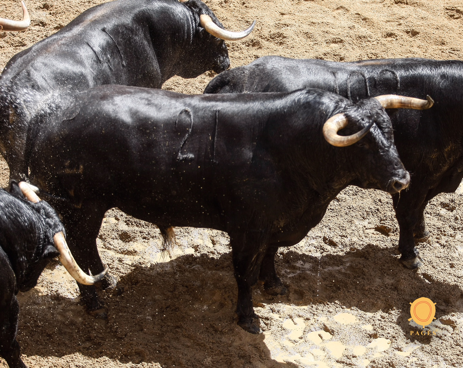 Toros de Juan Pedro Domecq para el 20 de abril de 2018 en Sevilla.