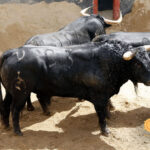 Sevilla - Sorteo de los toros de Fuente Ymbro - Sábado 21 de abril de 2018