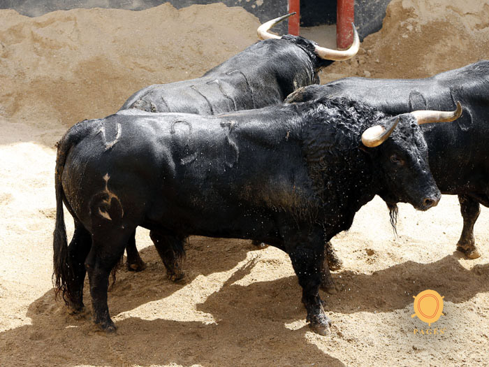 Sevilla - Sorteo de los toros de Fuente Ymbro - Sábado 21 de abril de 2018