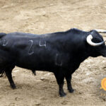 3. Número 24. Fanfarrón. Negro. 573 kilos. 02/2014 Olga Jiménez