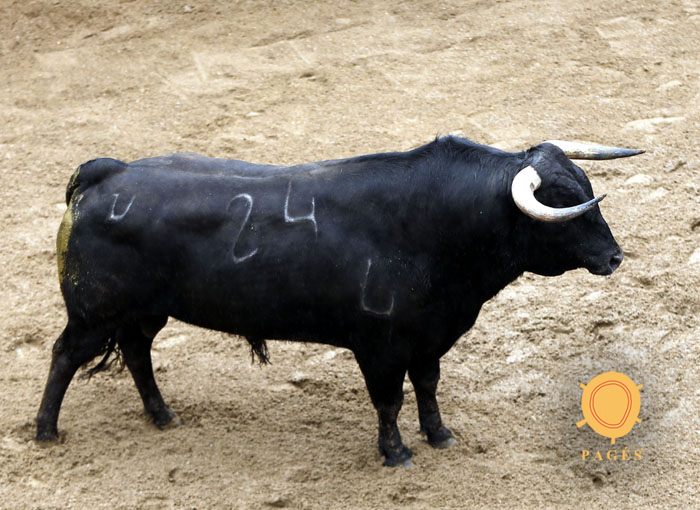3. Número 24. Fanfarrón. Negro. 573 kilos. 02/2014 Olga Jiménez