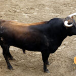 1. Número 25. Charro. Castaño. 540 kilos. 03/2014 Olga Jiménez