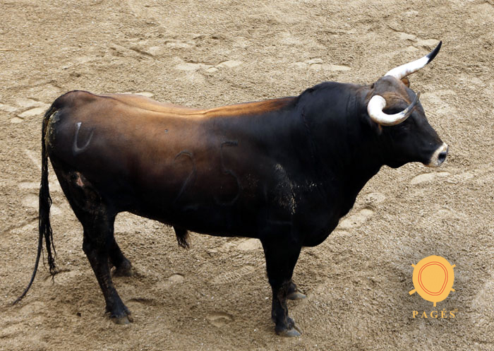 1. Número 25. Charro. Castaño. 540 kilos. 03/2014 Olga Jiménez