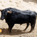 Sevilla - Sorteo de los toros de Fuente Ymbro - Sábado 21 de abril de 2018