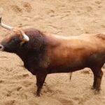 Sevilla - Sorteo - Corrida de toros - Domingo 8 de abril de 2018