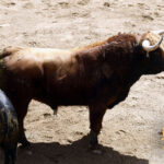 Número 27. Mironcillo. Colorado. 504 kilos. 02/2014