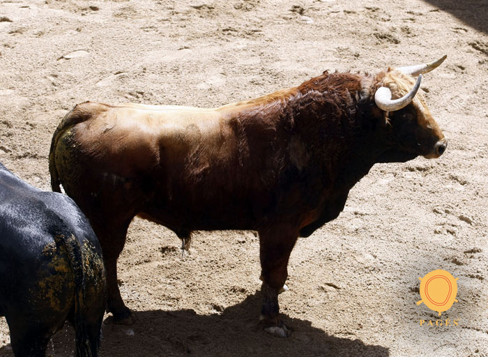 Número 27. Mironcillo. Colorado. 504 kilos. 02/2014