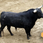 6. Número 34. Vecino. Negro mulato listón. 519 kilos. 04/2014 Hnos. García Jiménez