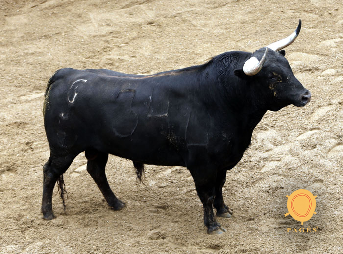 6. Número 34. Vecino. Negro mulato listón. 519 kilos. 04/2014 Hnos. García Jiménez