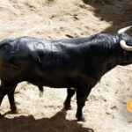 Número 34. Pepe. Negro mulato. 509 kilos. 04/2014 Vegahermosa