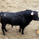 5. Número 35. Sosito. Negro. 585 kilos. 02/2014 Hnos. García Jiménez