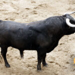 Número 35. Orgullito. Negro listón. 528 kilos. 12/2013. Garcigrande