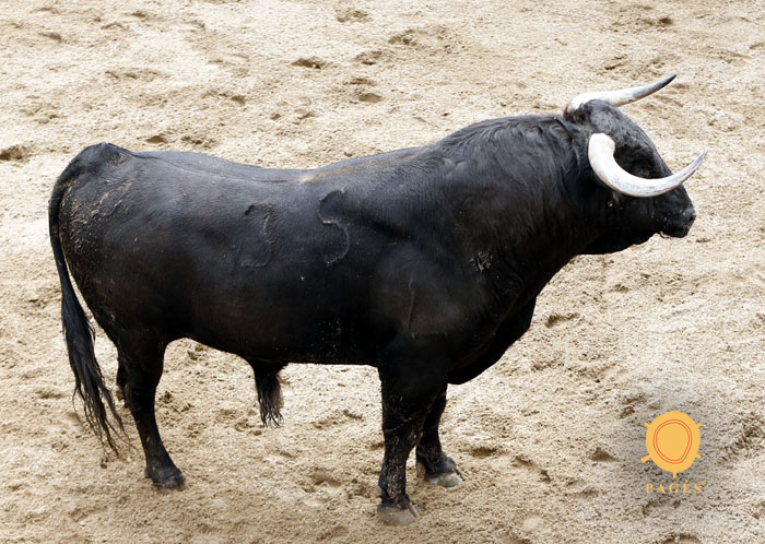 Número 35. Orgullito. Negro listón. 528 kilos. 12/2013. Garcigrande