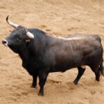 Sevilla - Sorteo - Corrida de toros - Domingo 8 de abril de 2018