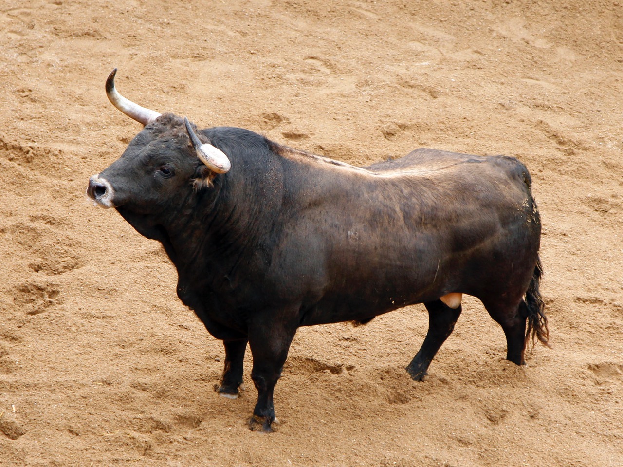 Sevilla - Sorteo - Corrida de toros - Domingo 8 de abril de 2018