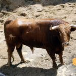 Número 37. Huracán. Colorado. 535 kilos. 07/2013