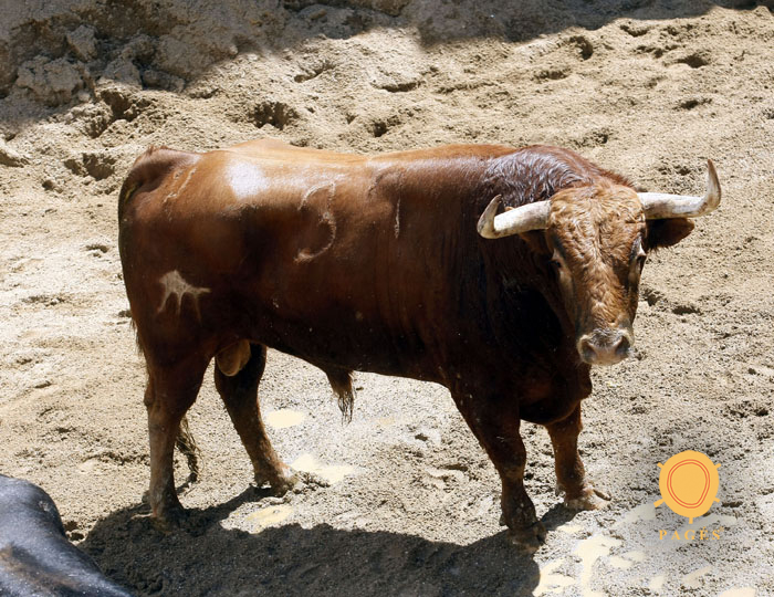 Número 37. Huracán. Colorado. 535 kilos. 07/2013