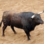 Sevilla - Sorteo - Corrida de toros - Domingo 8 de abril de 2018