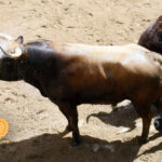 Número 51. Sospechor. Colorado. 503 kilos. 03/2014