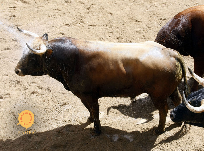 Número 51. Sospechor. Colorado. 503 kilos. 03/2014