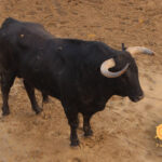 Número 52. Chumbo. Negro bragado. 584 kilos. 02/2014. Domingo Hernández